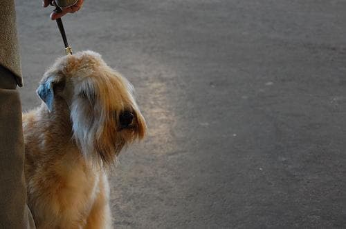 Wheaten Terrier
