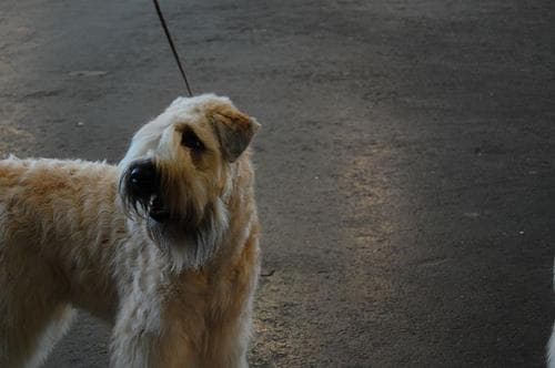 Wheaten Terrier
