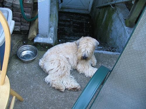 Wheaten Terrier