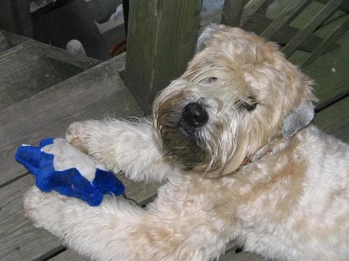 Wheaten Terrier