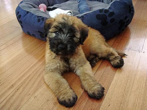 Wheaten Terrier