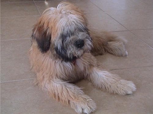 Wheaten Terrier