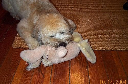 Wheaten Terrier