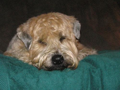 Wheaten Terrier