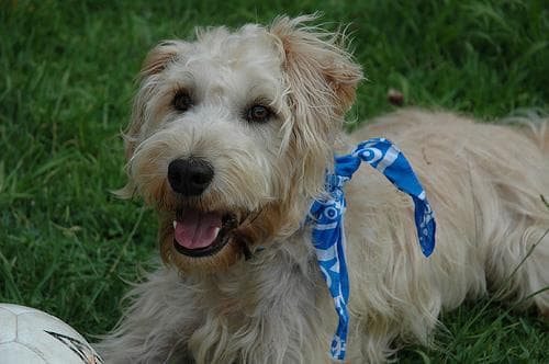 Wheaten Terrier