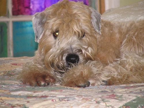 Wheaten Terrier