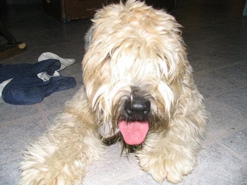 Wheaten Terrier