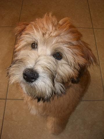 Wheaten Terrier