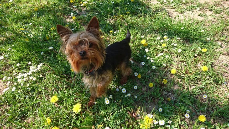 Yorkshire Terrier