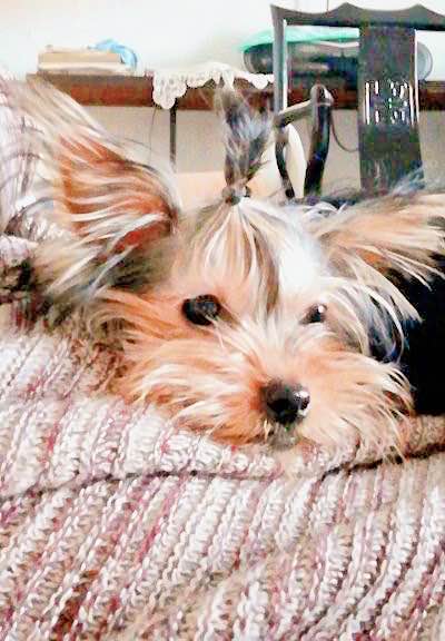 Yorkshire Terrier