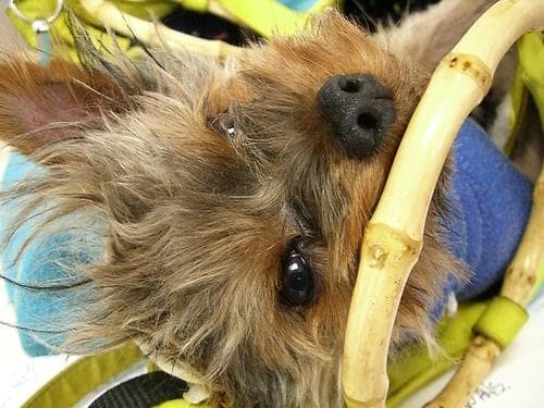 Yorkshire Terrier