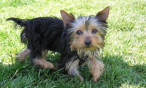 Yorkshire Terrier