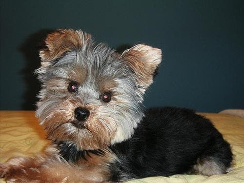 Yorkshire Terrier