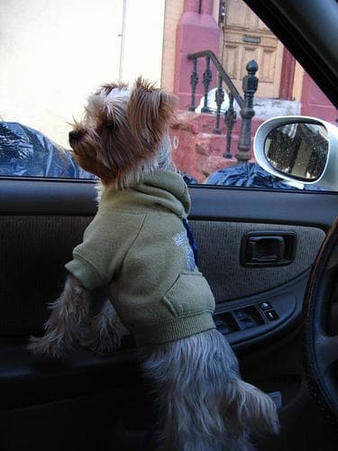 Yorkshire Terrier