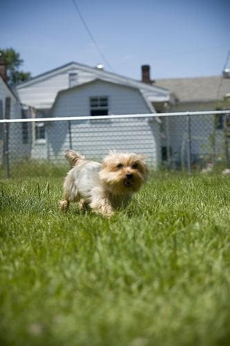 Yorkshire Terrier