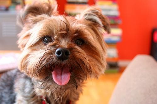 Yorkshire Terrier