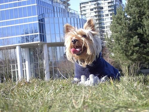 Yorkshire Terrier