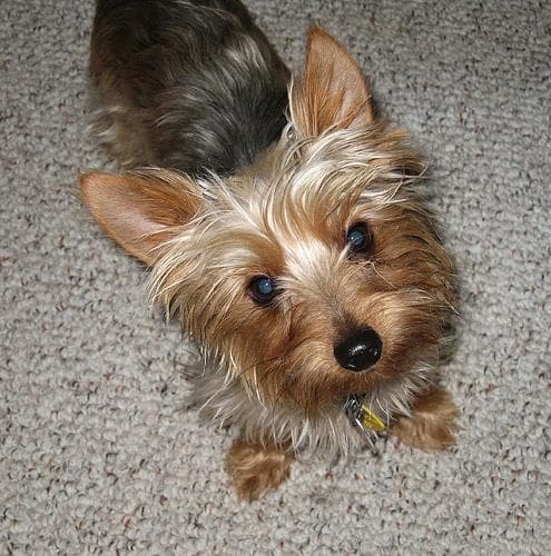 Yorkshire Terrier