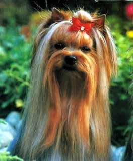 Yorkshire Terrier