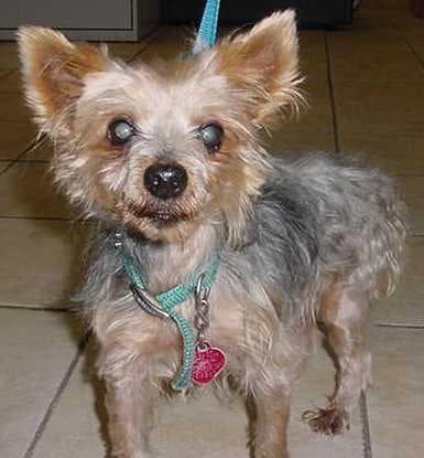 Yorkshire Terrier