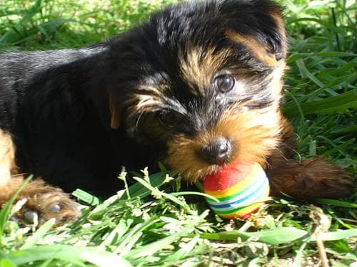 Yorkshire Terrier