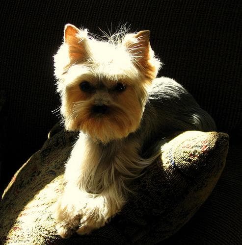 Yorkshire Terrier