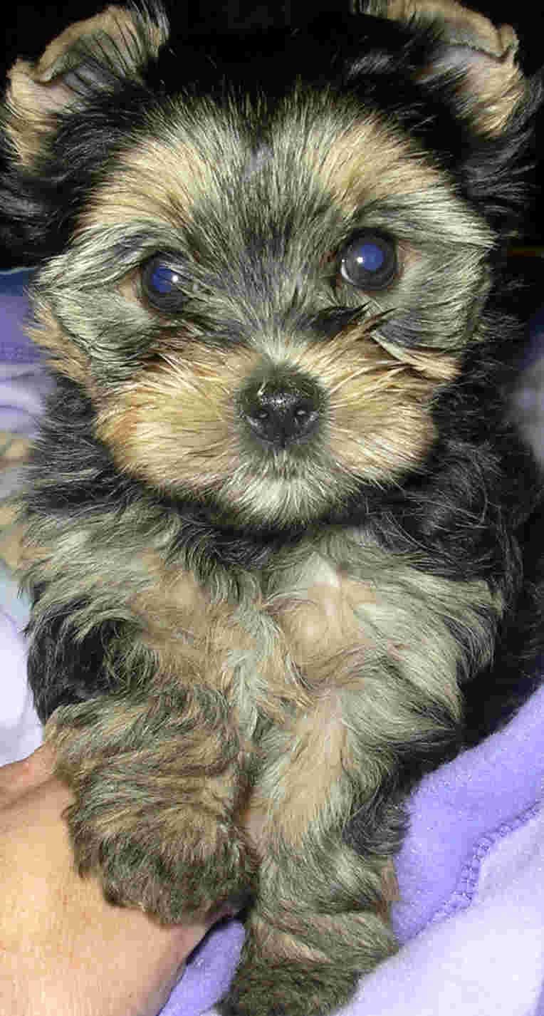 Yorkshire Terrier