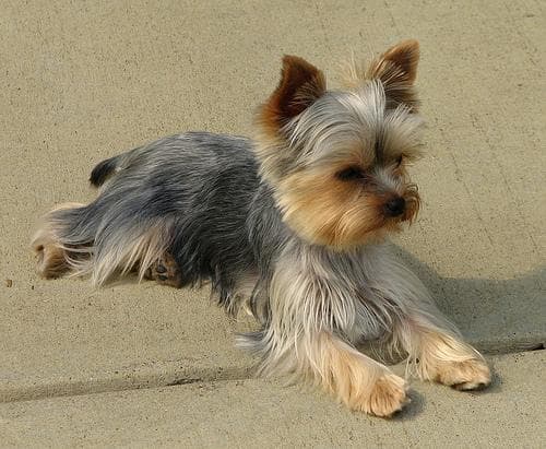 Yorkshire Terrier