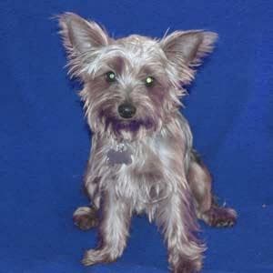 Yorkshire Terrier