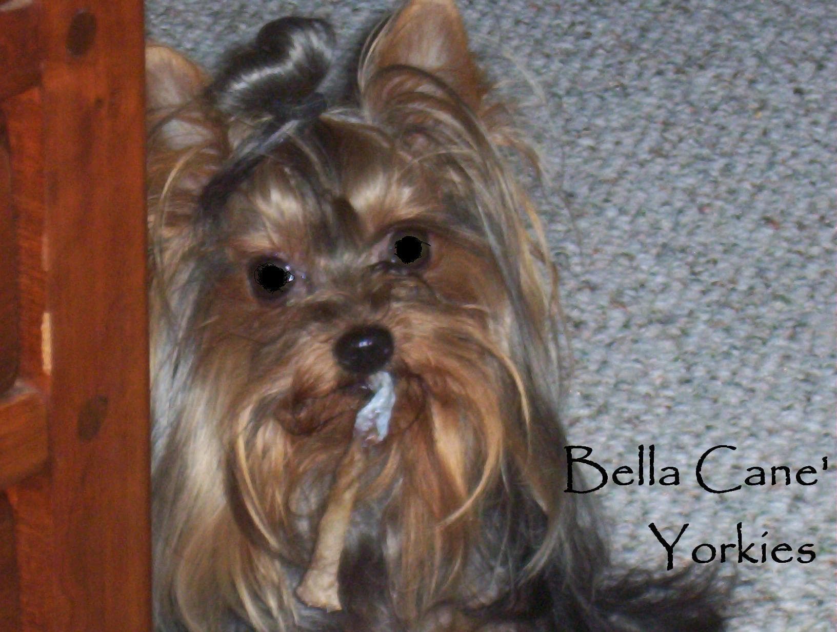 Yorkshire Terrier