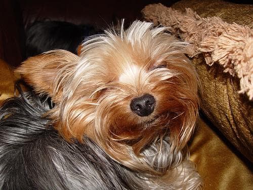 Yorkshire Terrier