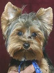 Yorkshire Terrier
