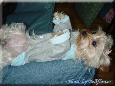 Yorkshire Terrier