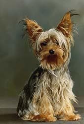 Yorkshire Terrier