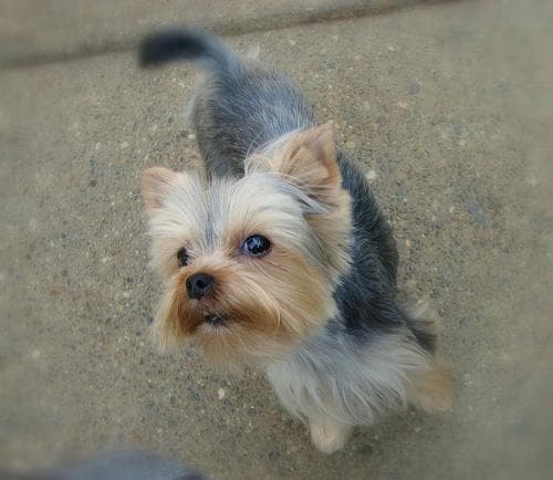 Yorkshire Terrier