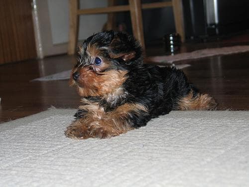 Yorkshire Terrier