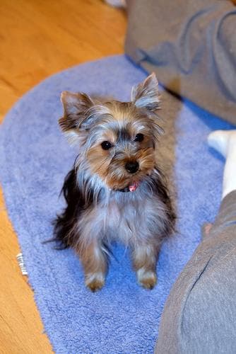 Yorkshire Terrier