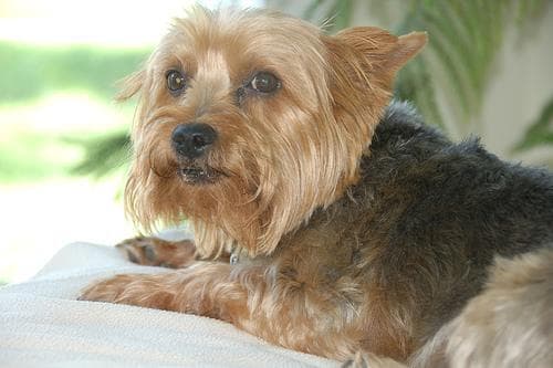 Yorkshire Terrier