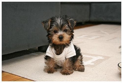 Yorkshire Terrier