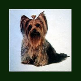 Yorkshire Terrier