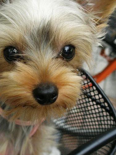 Yorkshire Terrier