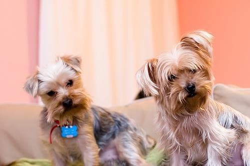 Yorkshire Terrier
