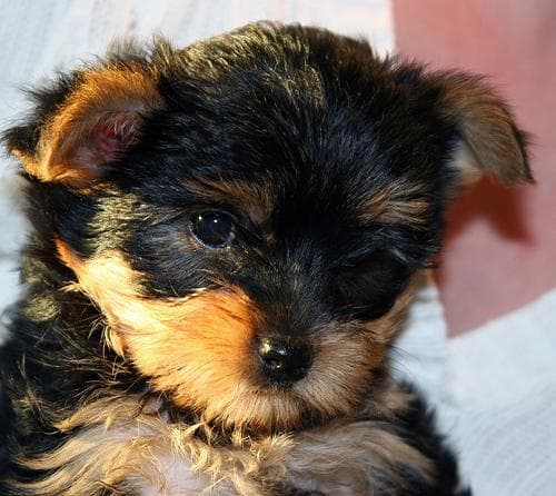 Yorkshire Terrier