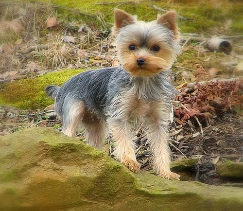 Yorkshire Terrier