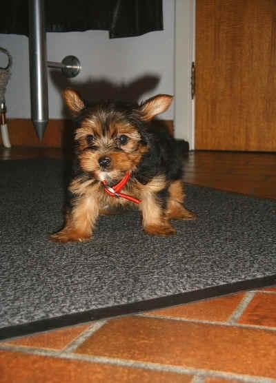 Yorkshire Terrier