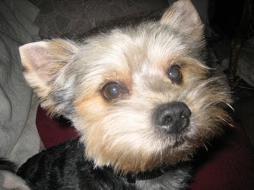 Yorkshire Terrier