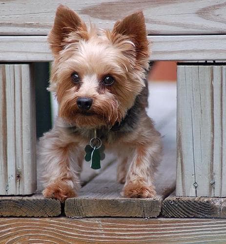 Yorkshire Terrier