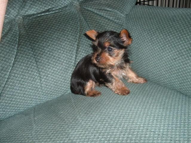 Yorkshire Terrier