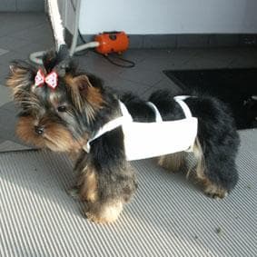 Yorkshire Terrier
