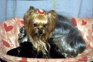 Yorkshire Terrier